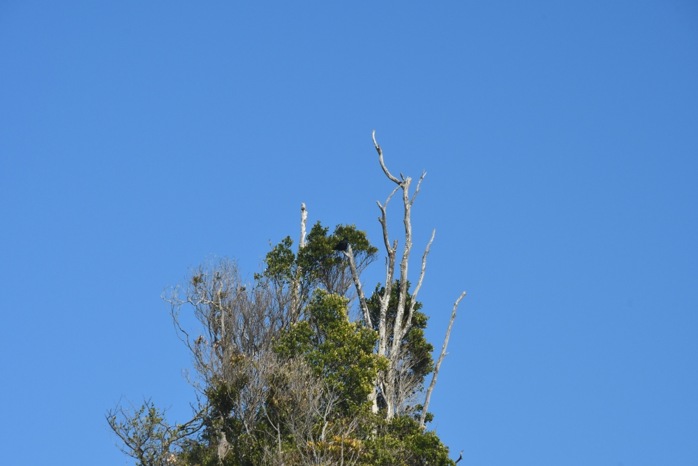 Zaurusu.y.加藤 tweet media