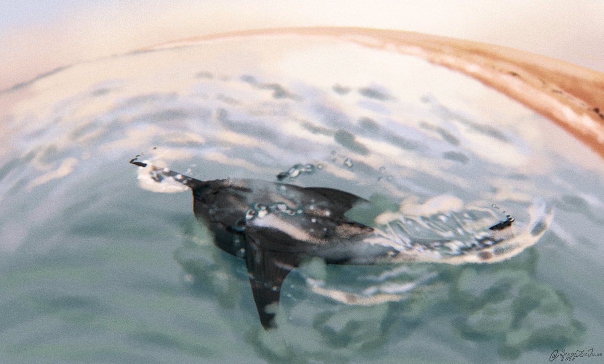 Petite Paleoartist | Sauriazoicillus 🍥 tweet media