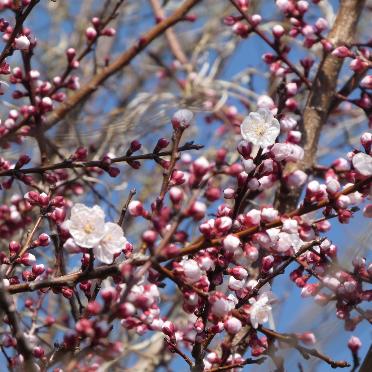 よしちゃんの まーるい暮らしに移行している 超個人的な過程 🐾 の記録 &つぶやき〜(^-^)♪ tweet media