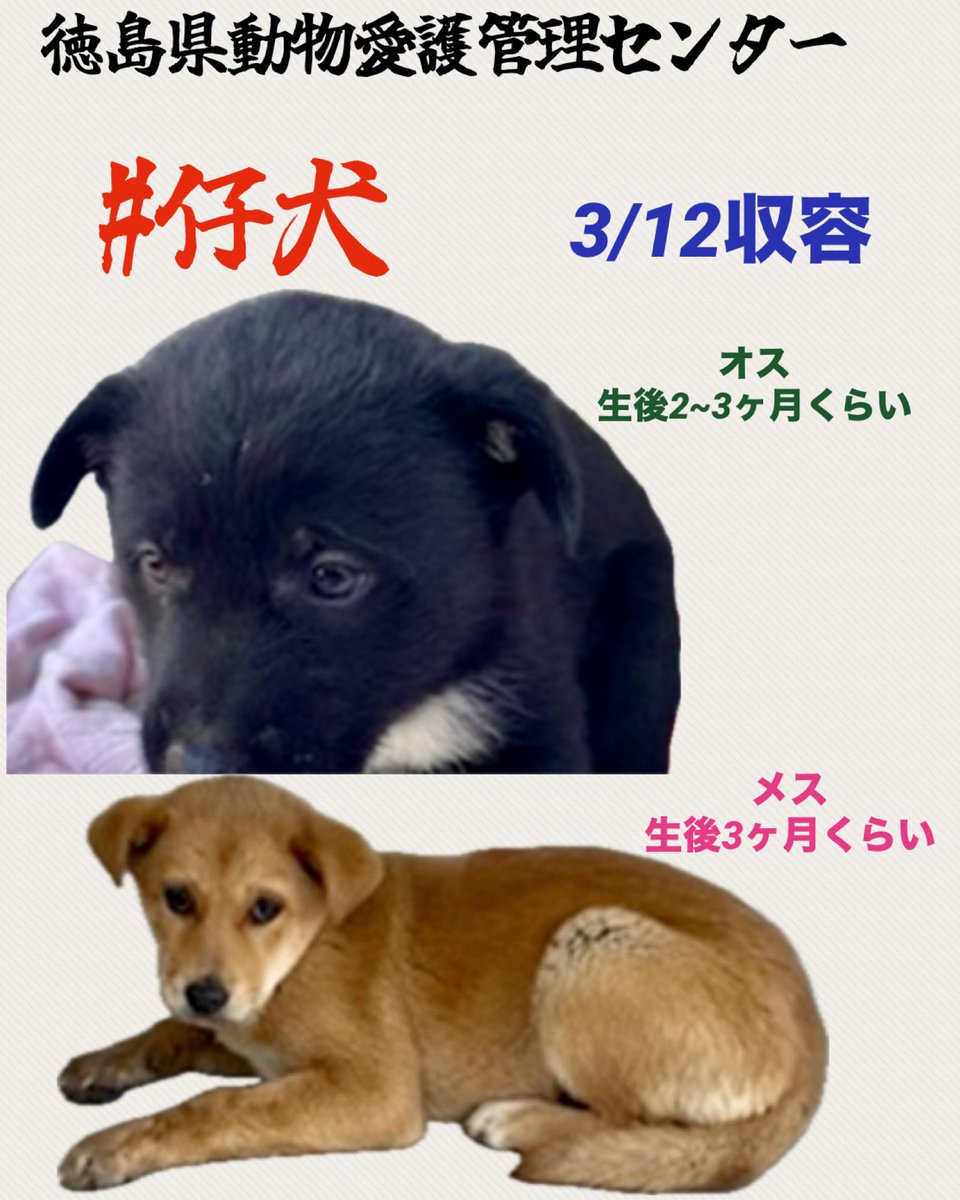 🇯🇵GOLL tweet media