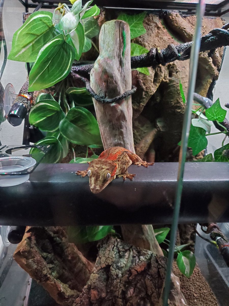 ヒナタ tweet media