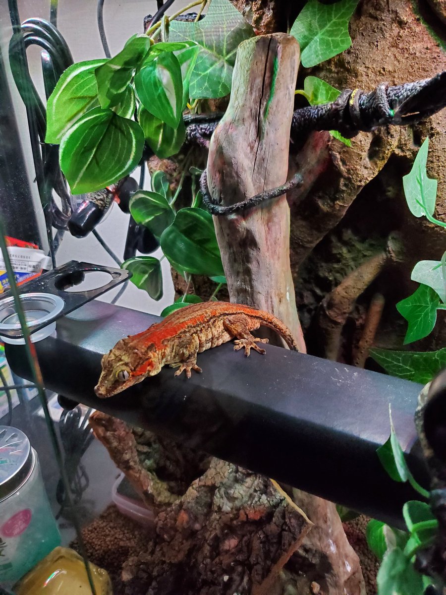 ヒナタ tweet media