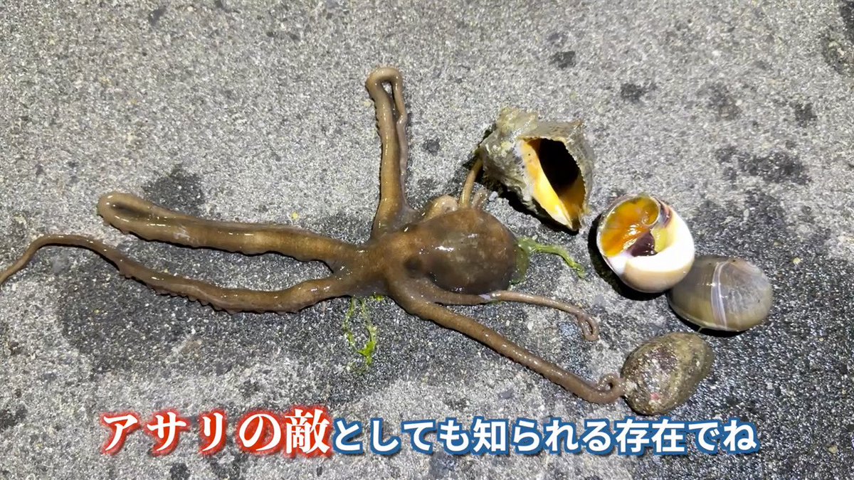 茸本 朗(たけもとあきら)　「野食ハンター茸本朗ch」公開中!! tweet media