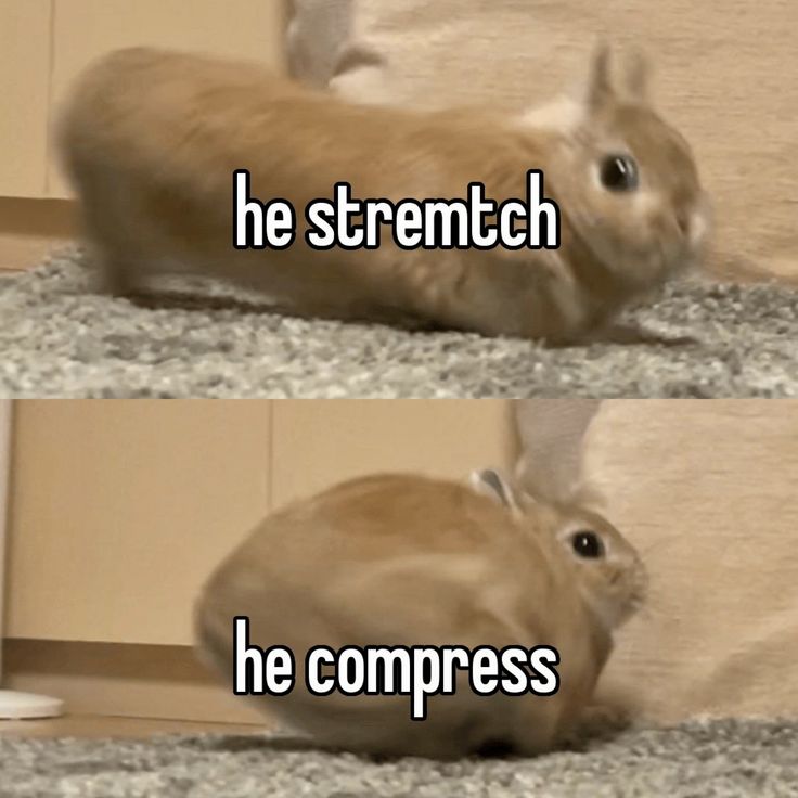 Cutes Animals tweet media