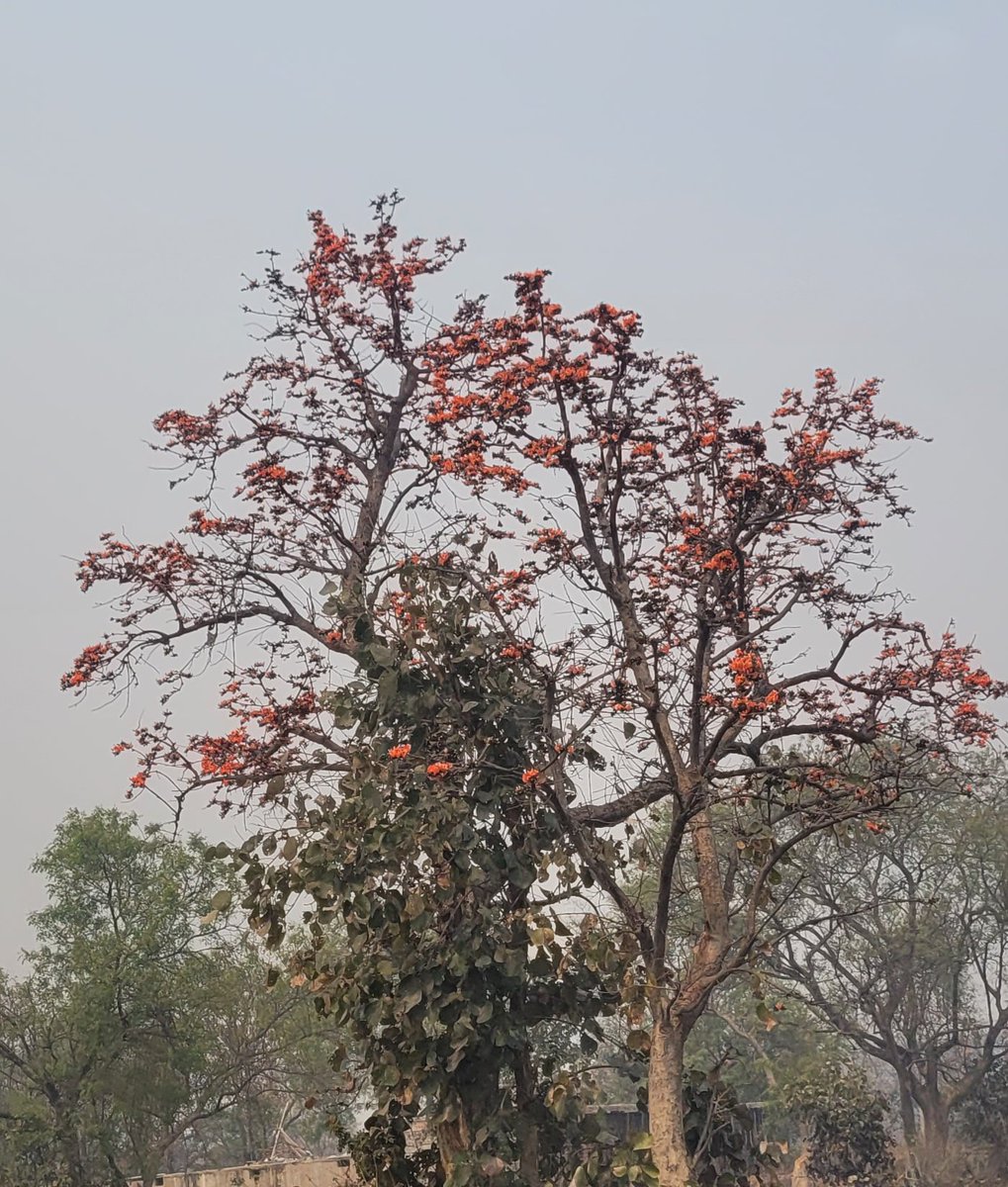 niharikasahoo's tweet photo. #palash everywhere
Truly flame of the forest https://t.co/31GzK0cMqF