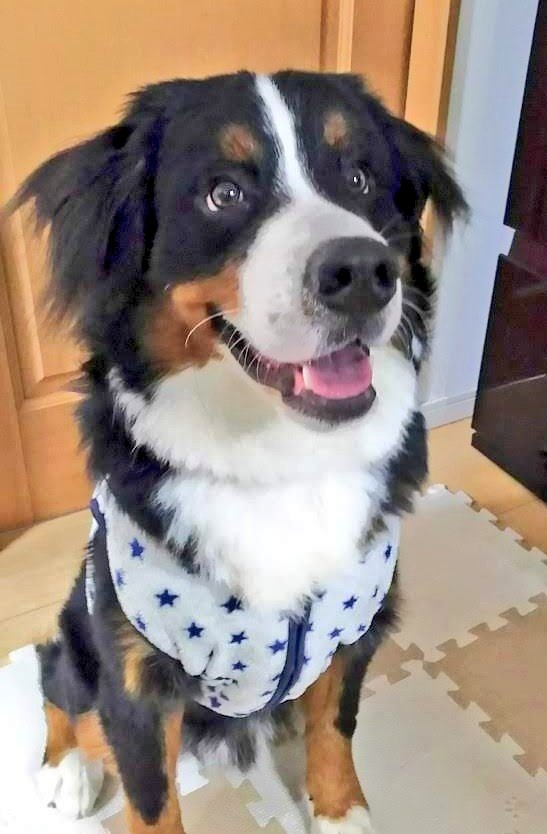 ここあ tweet media