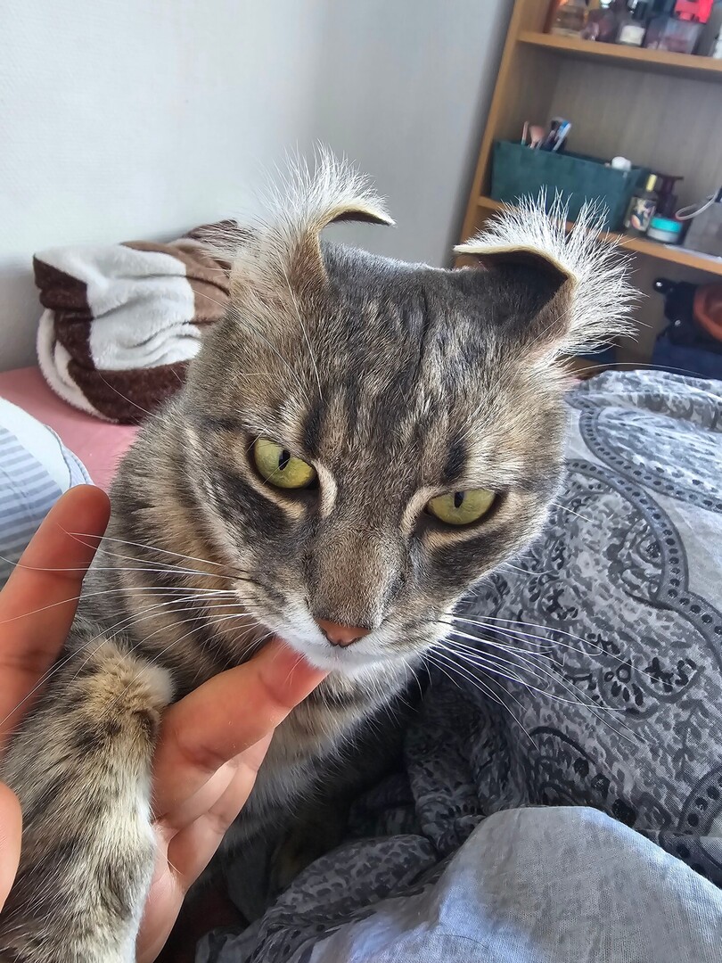 🟠 🐱 Chat perdu le 03/03/2026 à Limay (78520).
Race : Européen / Âge : 3 an(s)
Corossol / Mâle / Identifié(e) : Oui

☎️ 0766577356
📧  lyndaabdous7@gmail.com

#chatperdu #chattrouve #chat #perdu #trouve