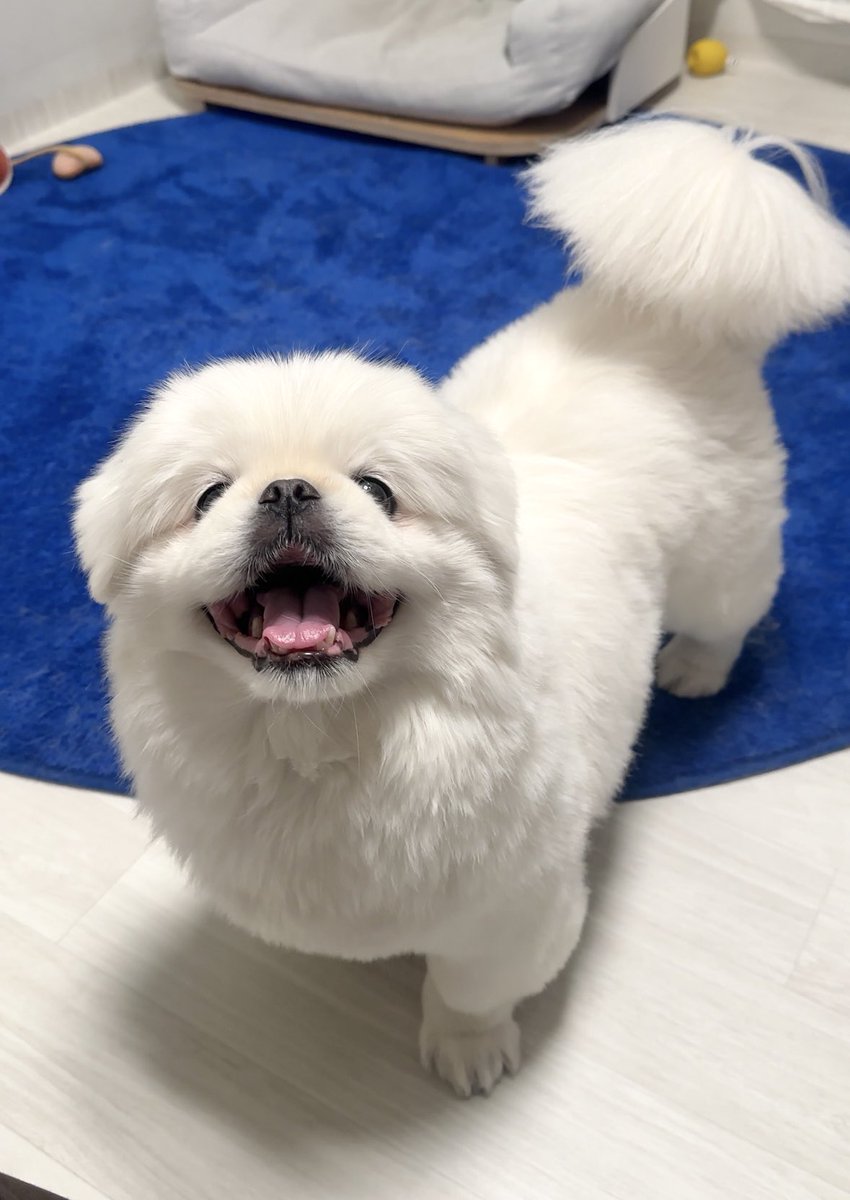 임쪼깐 tweet media