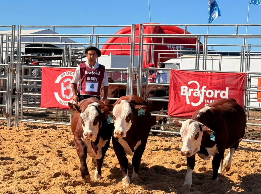 Limite Informativo tweet media