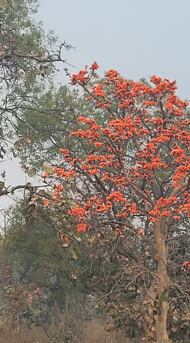 niharikasahoo's tweet photo. #palash everywhere
Truly flame of the forest https://t.co/31GzK0cMqF