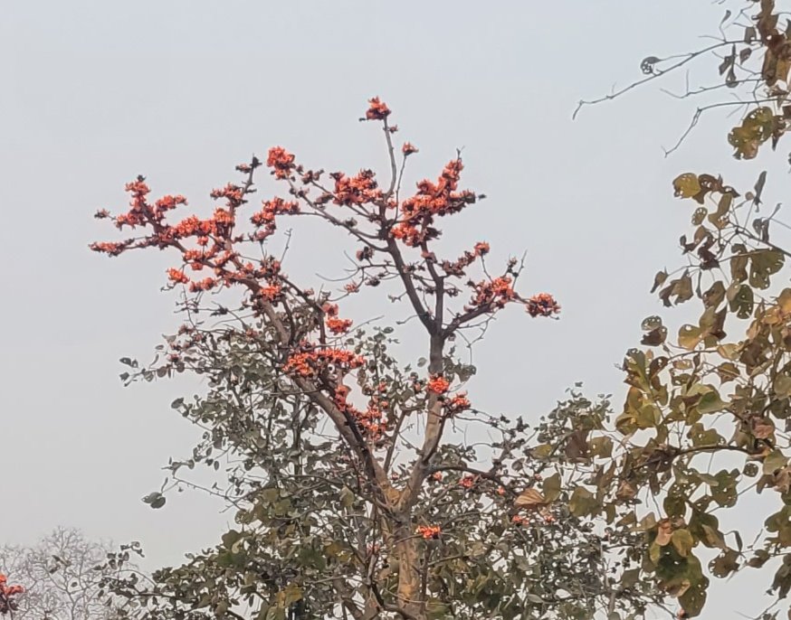 niharikasahoo's tweet photo. #palash everywhere
Truly flame of the forest https://t.co/31GzK0cMqF