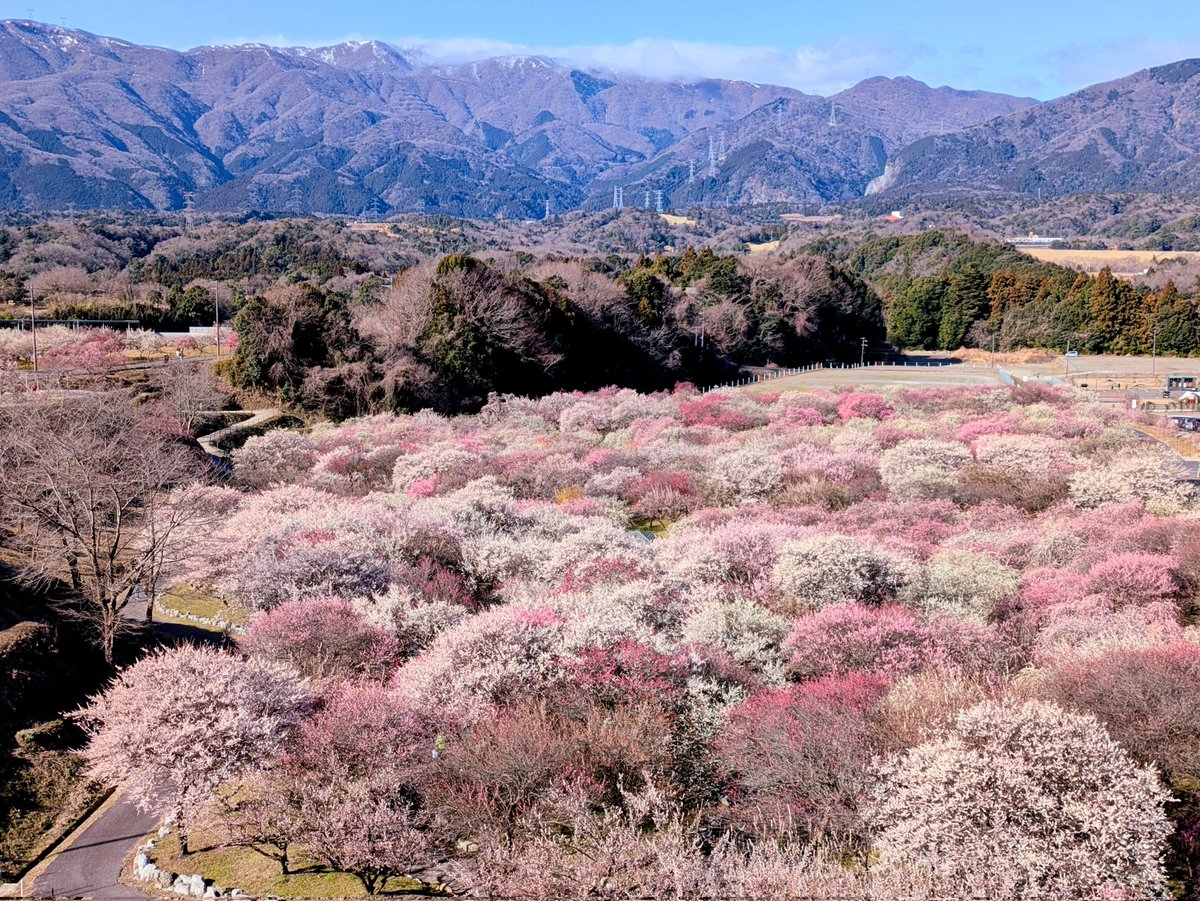 ann6477's tweet photo. 今シーズン最後の梅撮影へ
次回は、早咲きの桜🌸予定です https://t.co/Wf7dEEQHHI