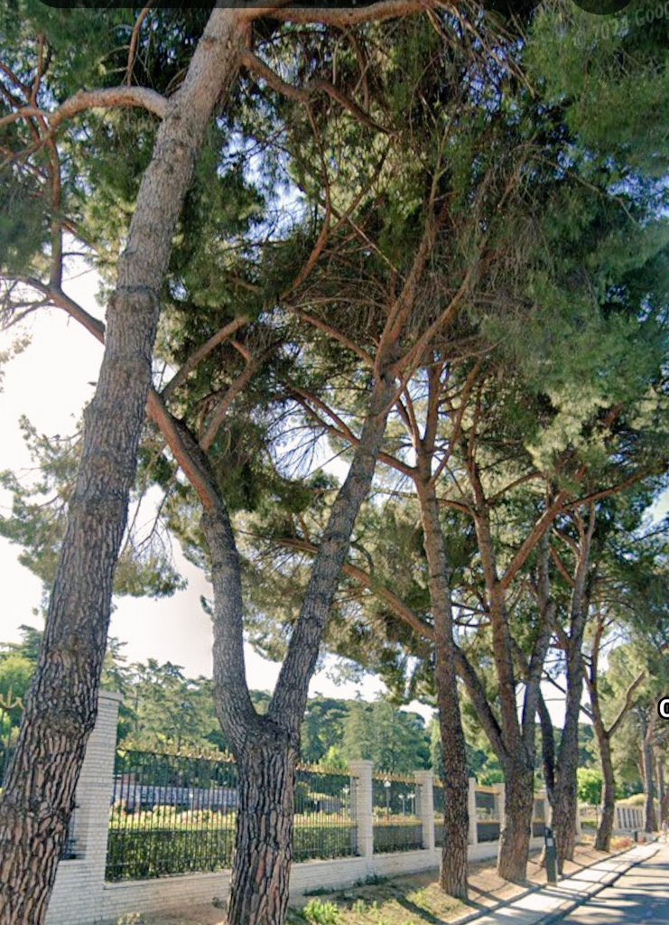 MADRID DECADENTE tweet media