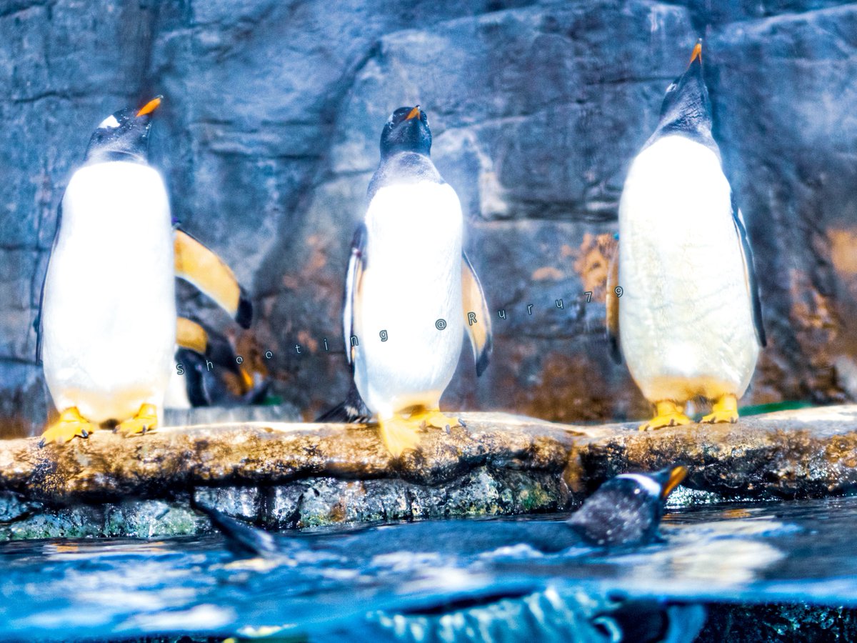 るるなっく tweet media