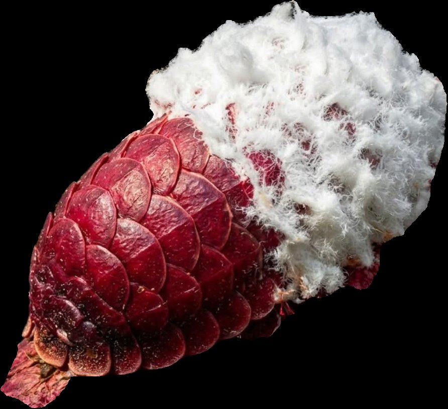OAkortha's tweet photo. Recall the declaration, "Though your sins might be red as a scarlet , they will be white as snow". Prophet Isaiah was symbolically using the scarlet worm below to describe the power of salvation through Christ. 

2tru the blood your sins are completely cleared out.

#ScarletWorm https://t.co/uxFxatb8dD