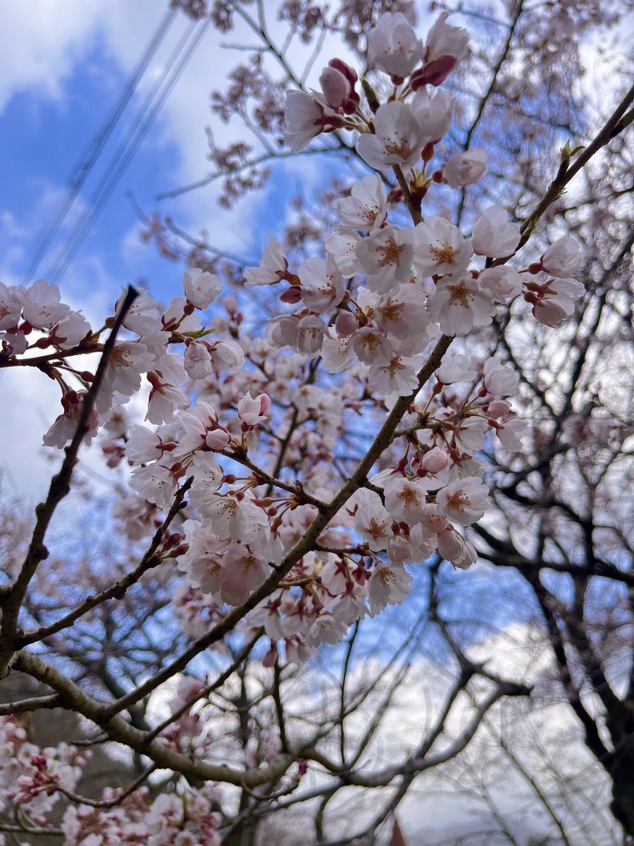 森のフォトスタジオ〜丹波〜 tweet media