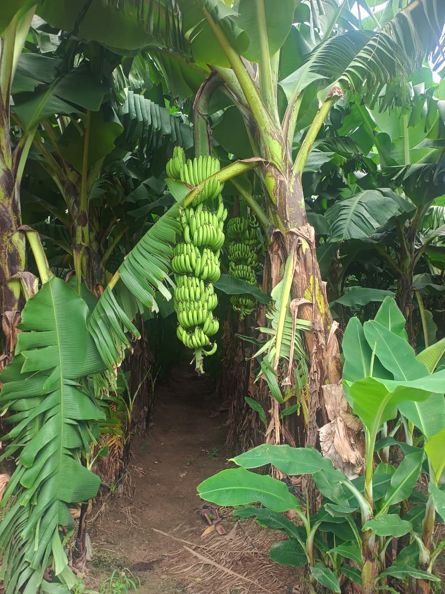 HorticultureCG's tweet photo. कमईपुर विकासखंड मगरलोड में अयूब खान द्वारा export हेतु 5 एकड़ में केला उत्पादन किया जा रहा है। जिसमें केला का साइज 12 इंच(1 feet) तक हो रहा है। https://t.co/Tb3AgYrwbB