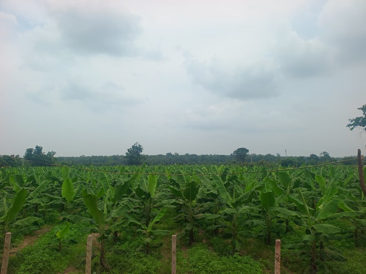 HorticultureCG's tweet photo. कमईपुर विकासखंड मगरलोड में अयूब खान द्वारा export हेतु 5 एकड़ में केला उत्पादन किया जा रहा है। जिसमें केला का साइज 12 इंच(1 feet) तक हो रहा है। https://t.co/Tb3AgYrwbB