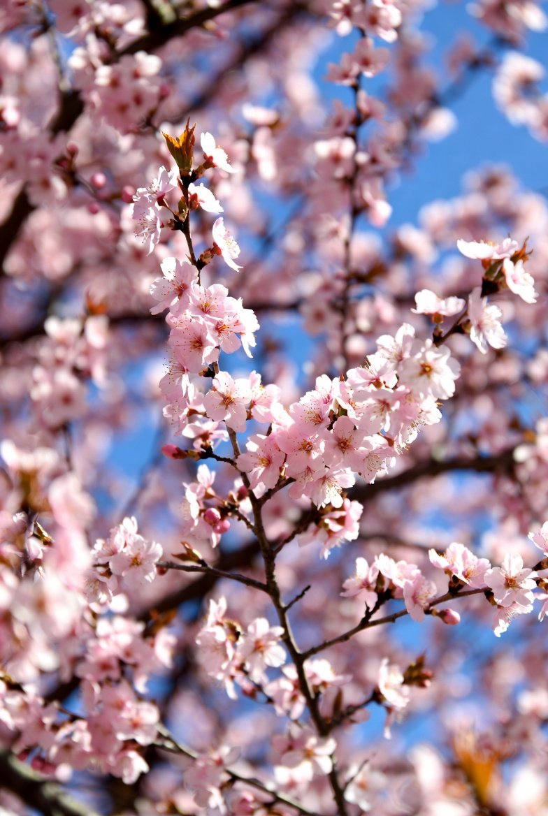 BelinakiD's tweet photo. Have a very pleasant, peaceful, and relaxing weekend, everyone! ❤️🌷🤗
#almondtree #springblossom https://t.co/hm6jwNeHa6