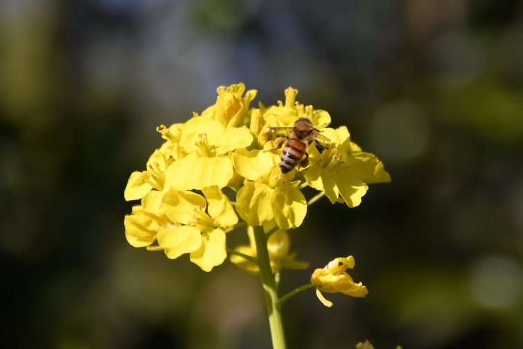 Zaurusu.y.加藤 tweet media