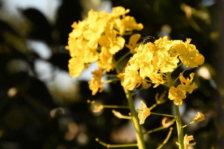 Zaurusu.y.加藤 tweet media