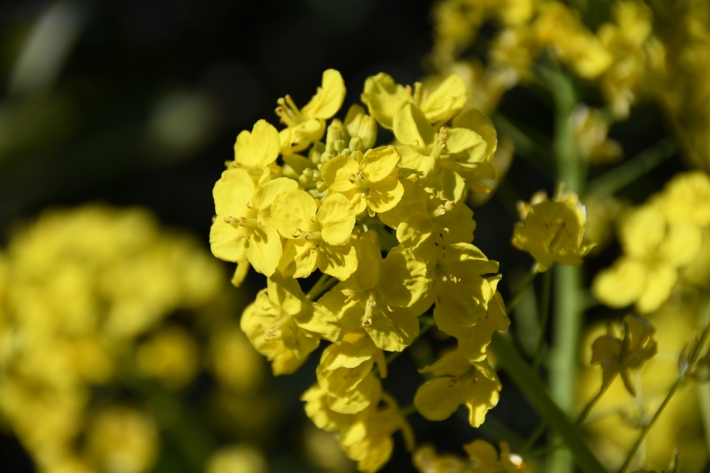 Zaurusu.y.加藤 tweet media