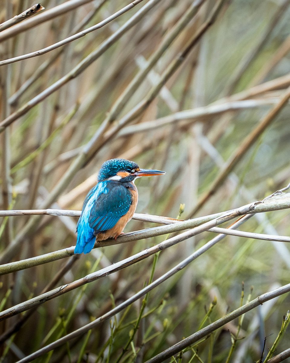 8ench_87's tweet photo. Managed to catch my first king fisher! 📸 https://t.co/0gaRfoWClZ