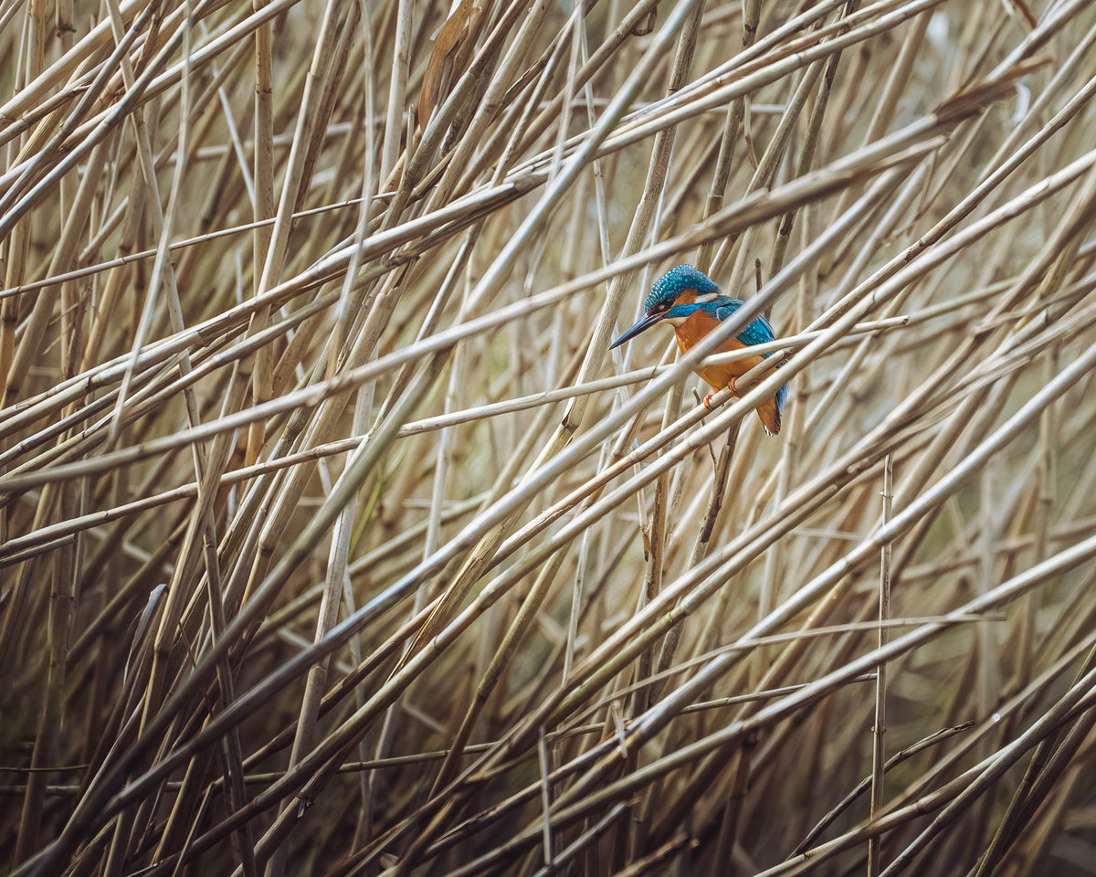 8ench_87's tweet photo. Managed to catch my first king fisher! 📸 https://t.co/0gaRfoWClZ