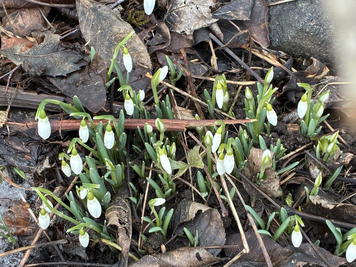 Kirsti Bull tweet media