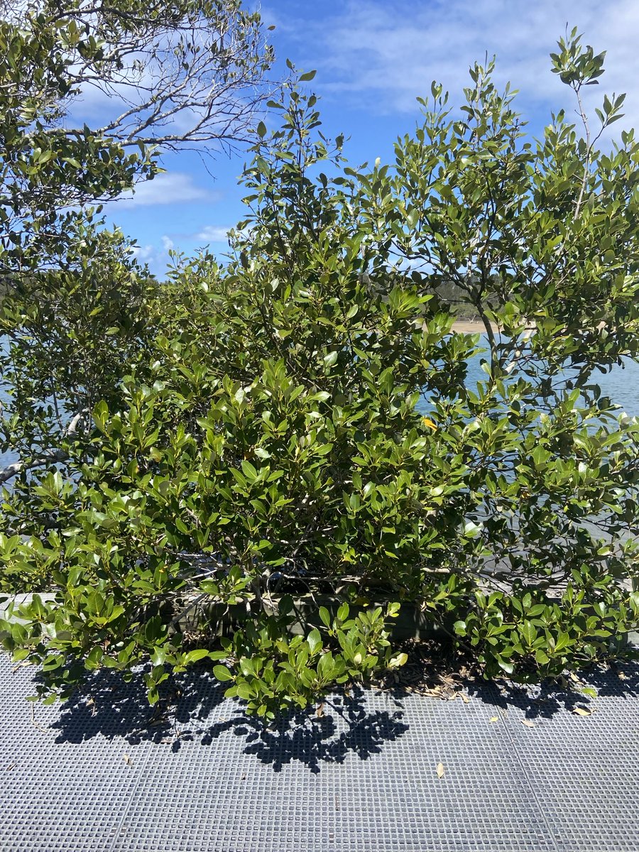 Guy Ballard tweet media