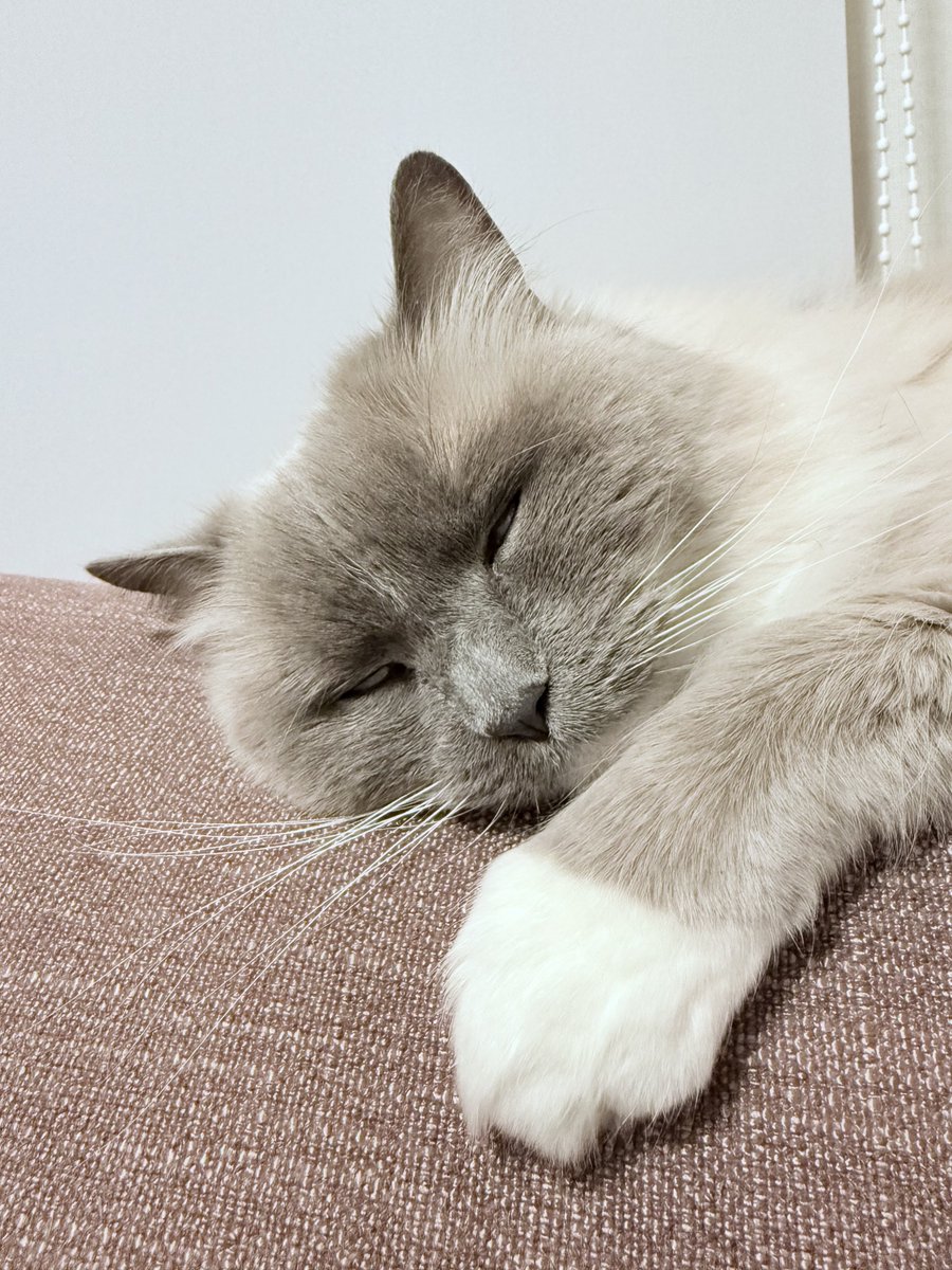 🐱ぽもち🐱 tweet media