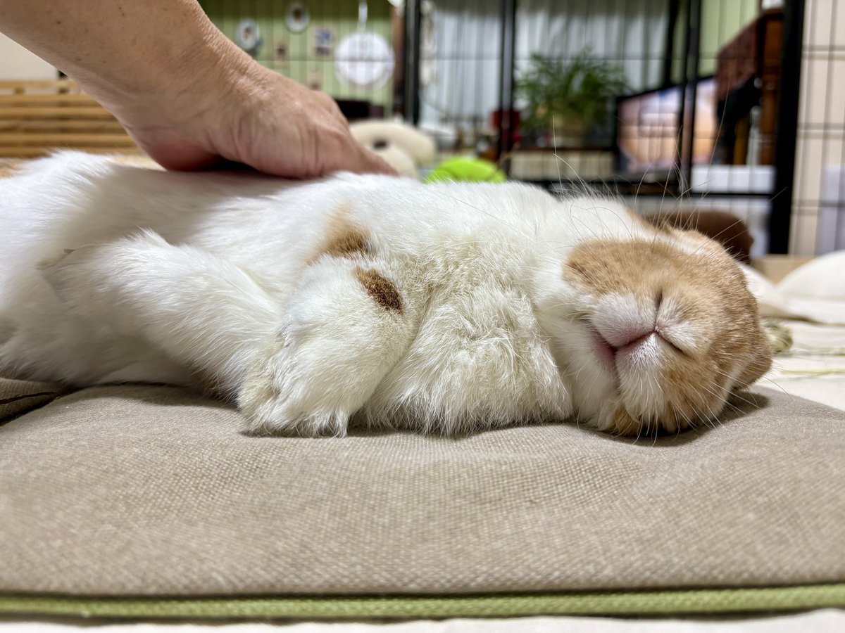 こたろう  🐰うさの名はきなこしゃん tweet media