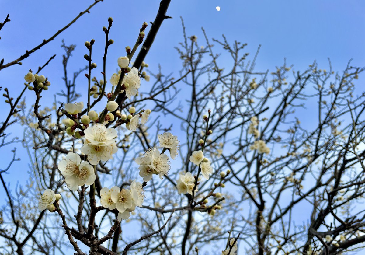 動画ダメだった涙
コメントやいいねくれたみなさま
本当にありがとう🙏

お花の写真載せておくね🥺梅と月 https://t.co/K4vbVQiXaG