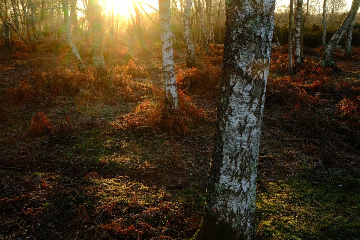 Alastair Hilton tweet media