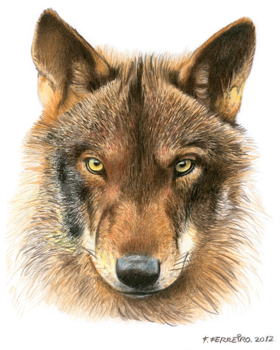 Fernando Ferreiro tweet media