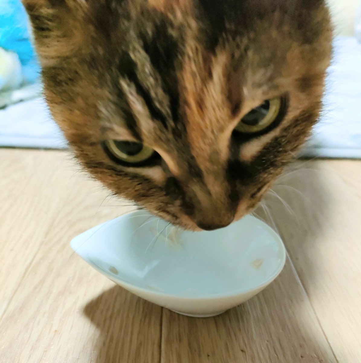 うちの娘の、ののさん鶏ササミが大好き♥️チン仕立ての熱々をほぐしたのが好きです‼️猫なのに~~ꉂ🤣𐤔
あっという間に完食😋
#ササミ好きののさん
#ペット部乙
