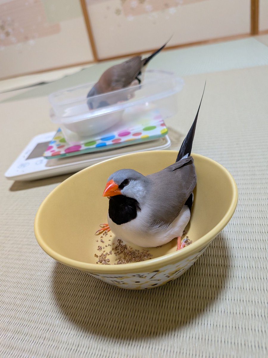 スタとフォグ tweet media