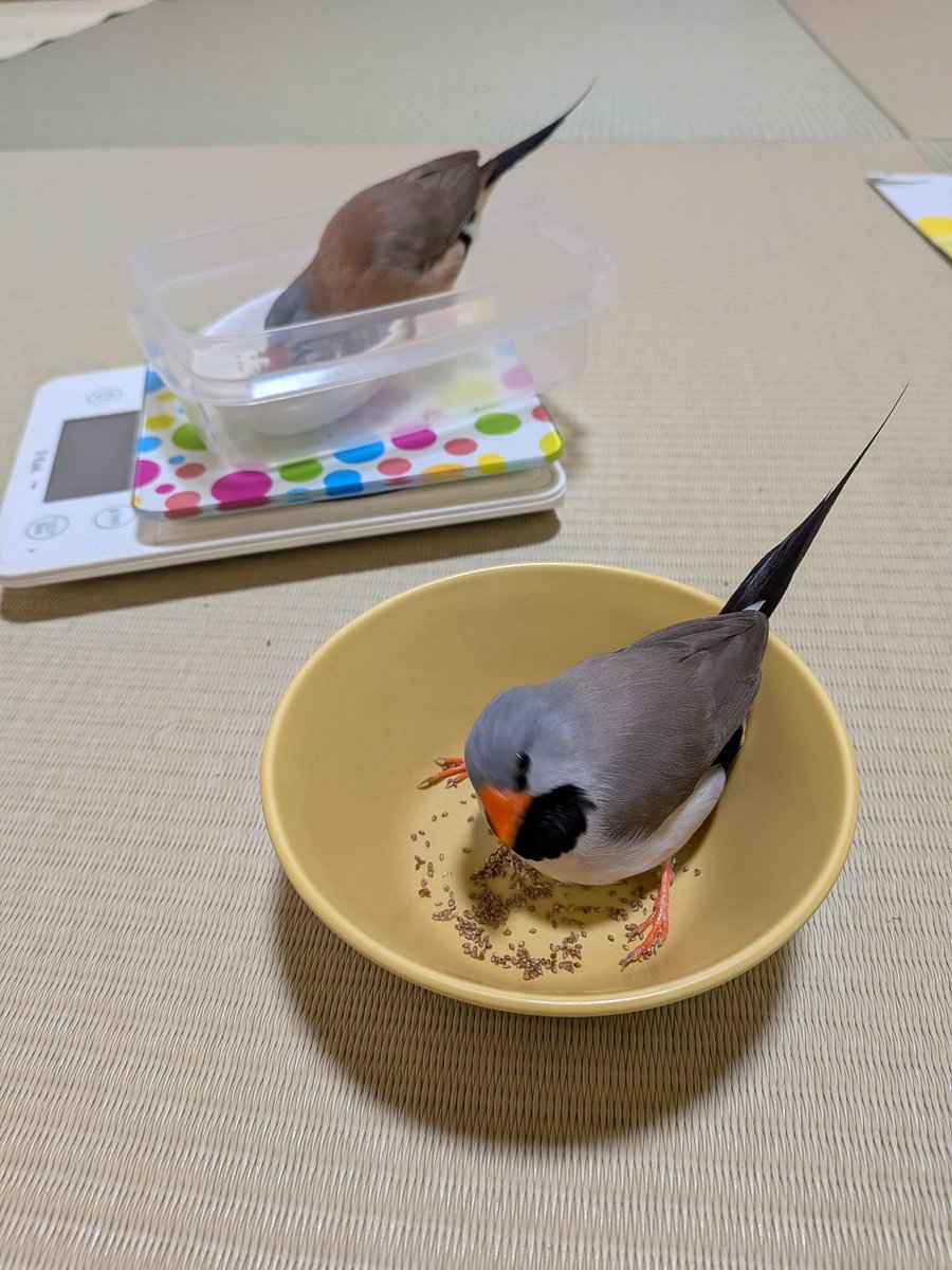 スタとフォグ tweet media