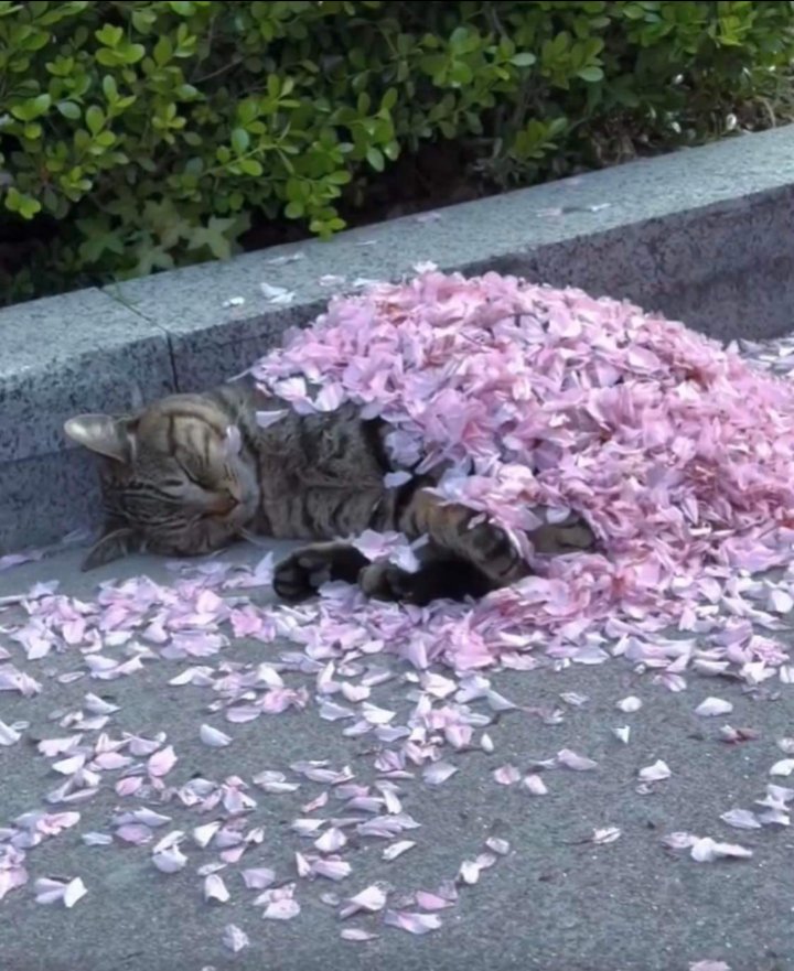 すみれ tweet media