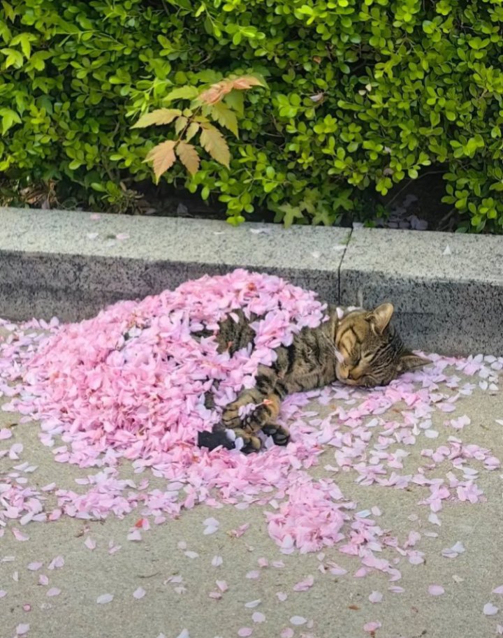 すみれ tweet media