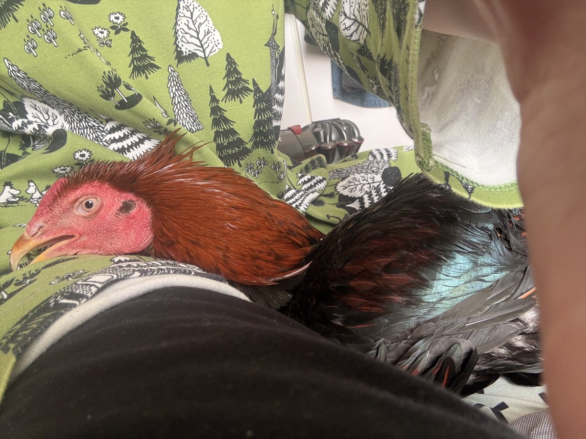 コッコ🐓名古屋コーチン♂ tweet media