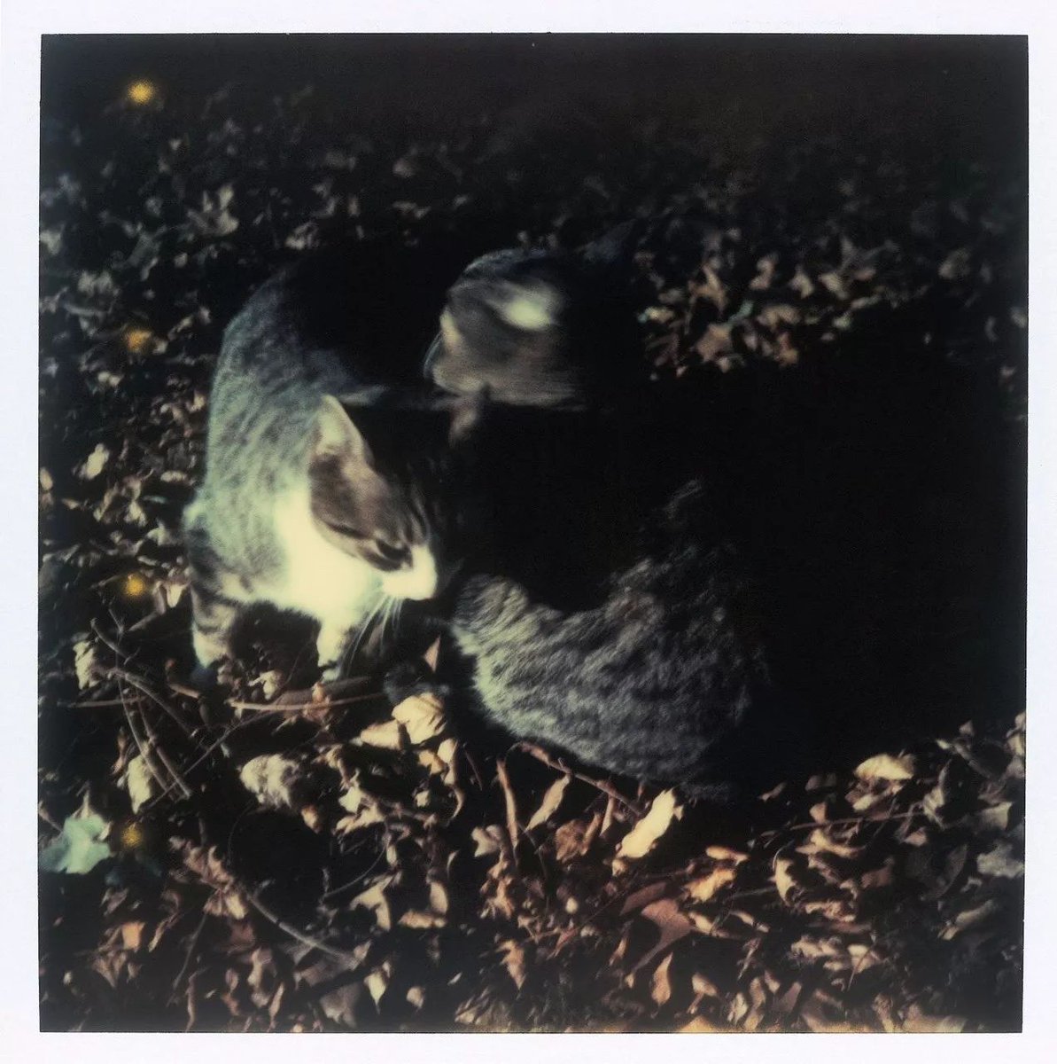 Art Encyclopedia tweet media