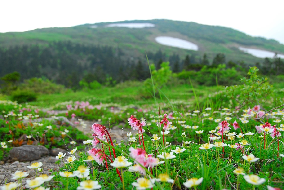 あきたびじょん tweet media