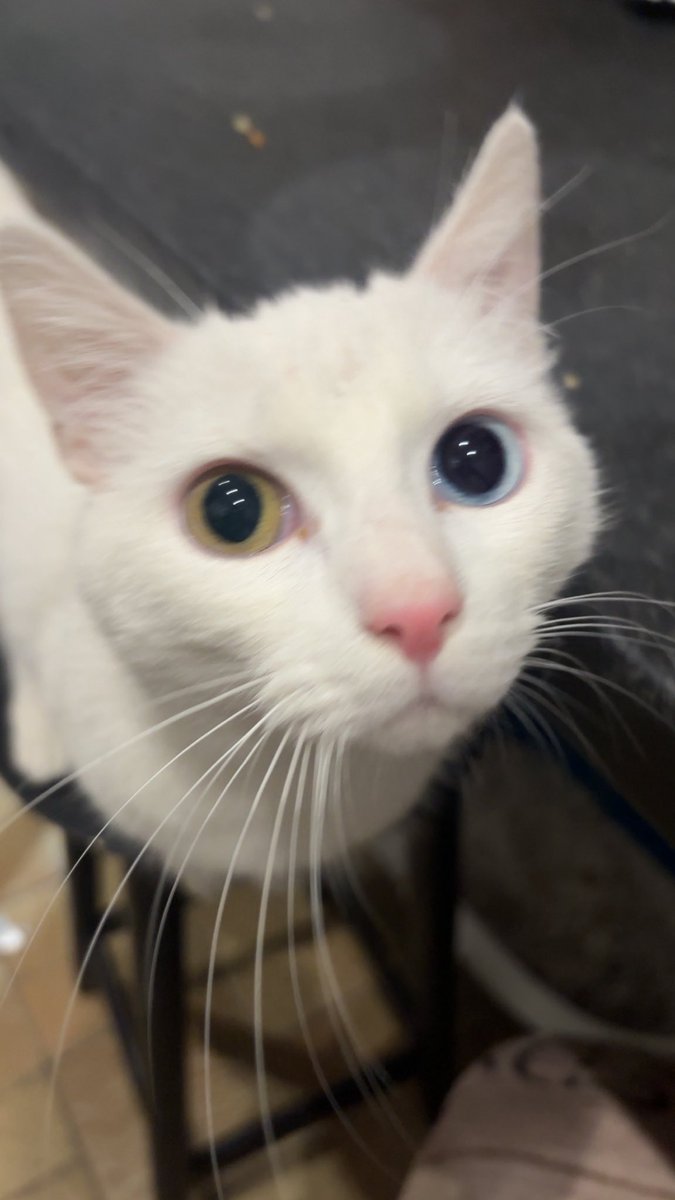 sabrice’tea 🇵🇸 tweet media