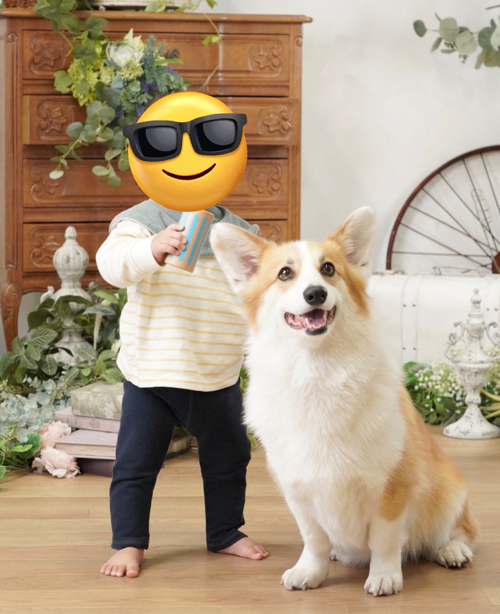 プロに撮ってもらった犬
マックスイケメンやんけ...