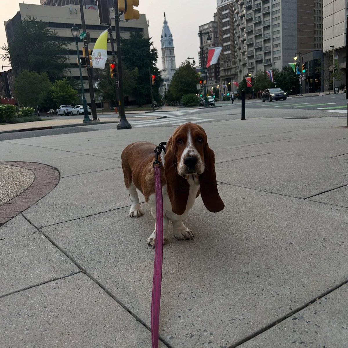 CarlosMerritte's tweet image. So adorable 💜☂️ 
#BassetHound #HoundLife #BassetLove #BassetPaw #DogsofTwitter #BassetHoundLoverUSA