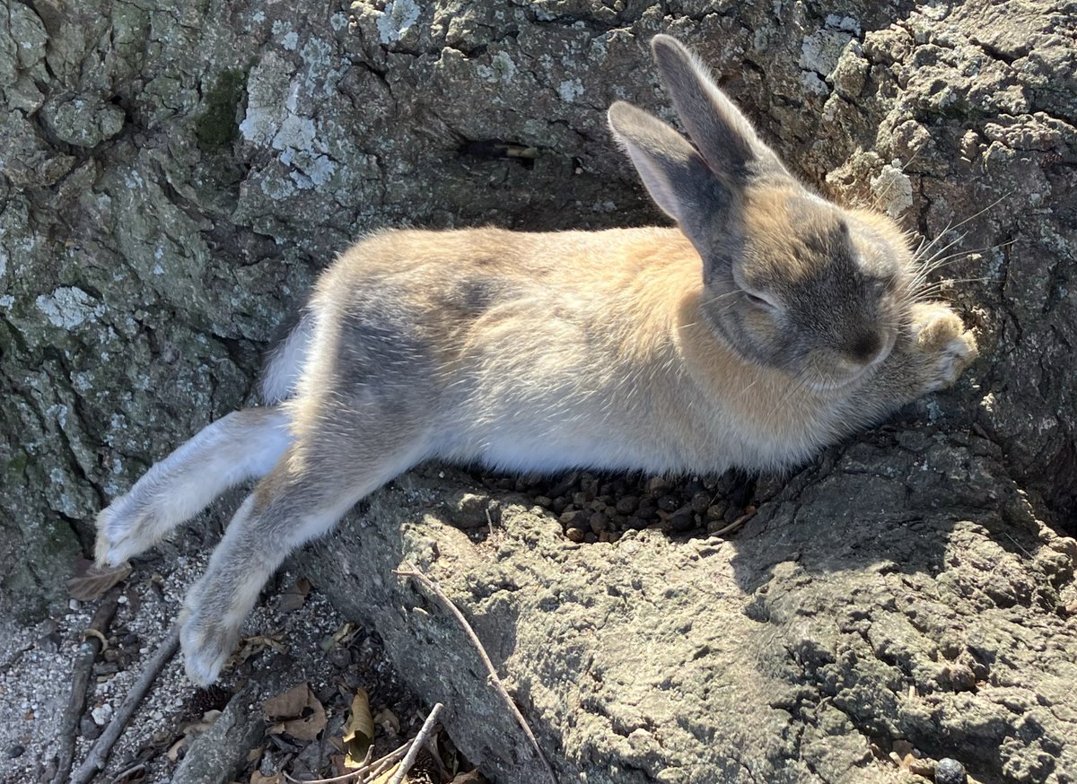 みーたぬ。取引垢 tweet media