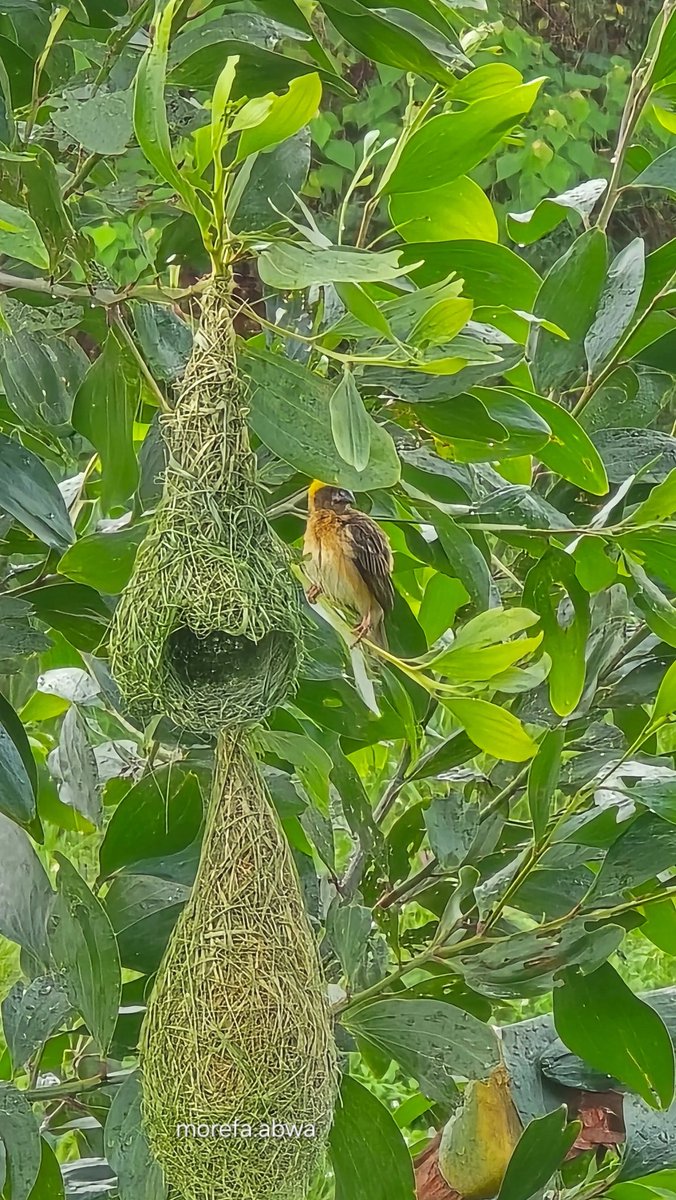 mynewshub's tweet photo. Jurutera alam...burung tempua menghasilkan sarang yang sempurna... https://t.co/RyKdqpvSEv