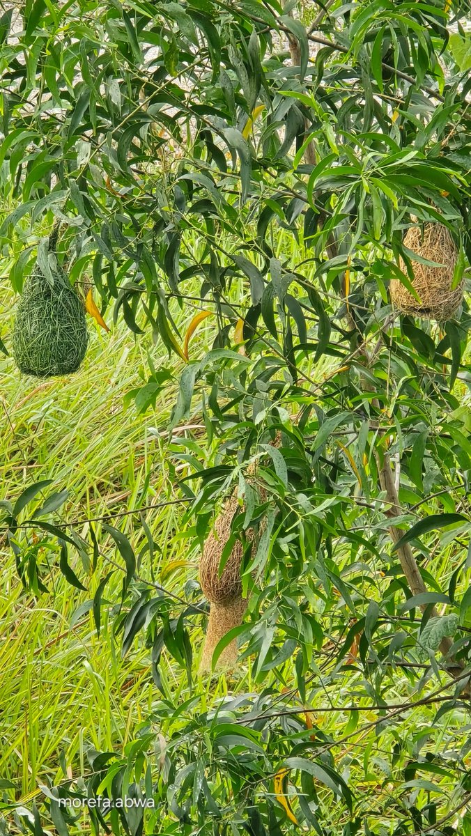mynewshub's tweet photo. Jurutera alam...burung tempua menghasilkan sarang yang sempurna... https://t.co/RyKdqpvSEv