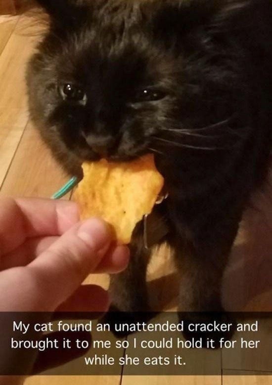 WholesomeMemes (@wholesomememe) on Twitter photo 